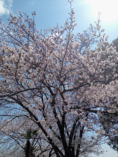 DSC_0622a.png